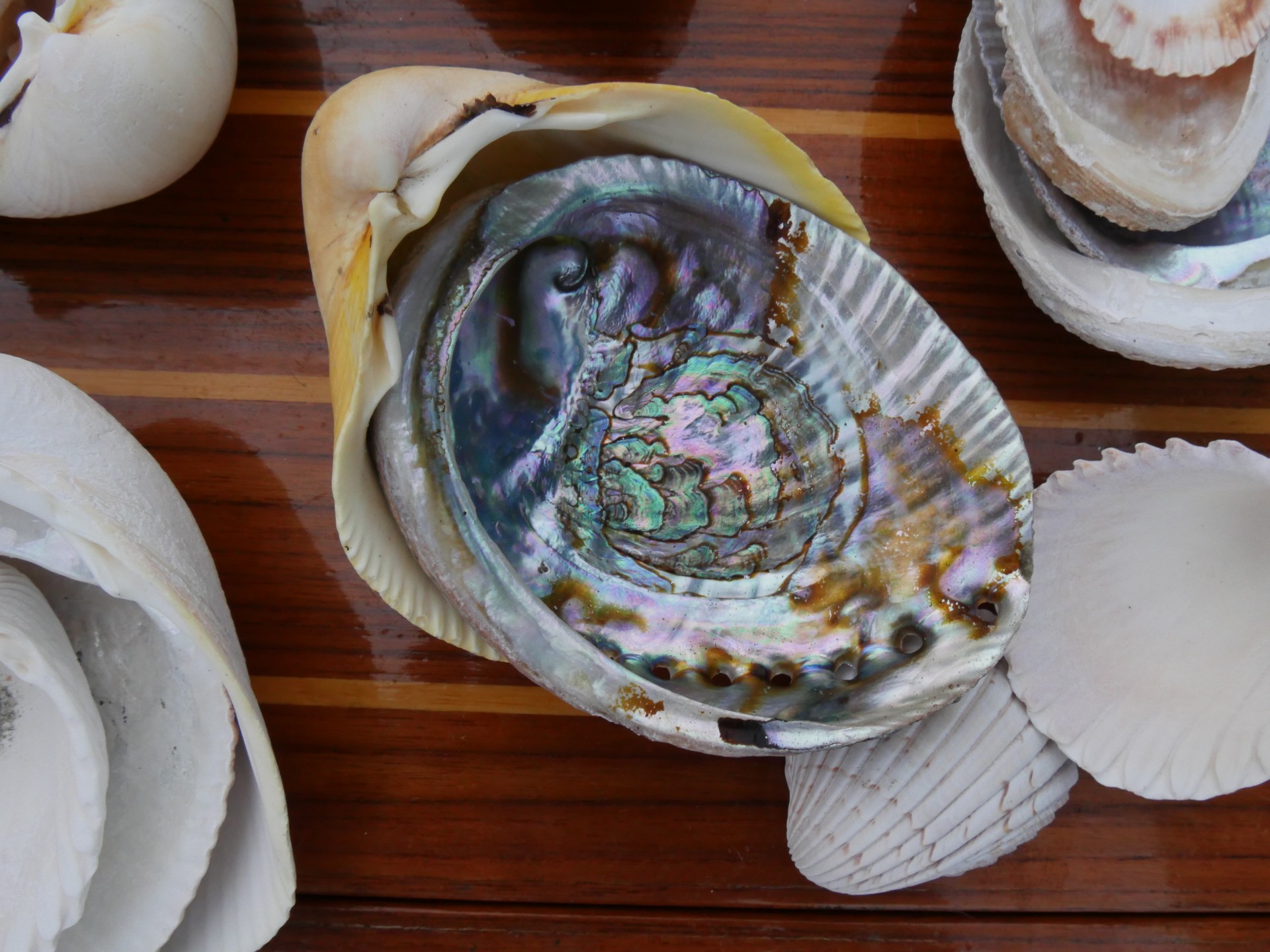 The irridescent inside of a red abalone shell (nested inside a different shell.)