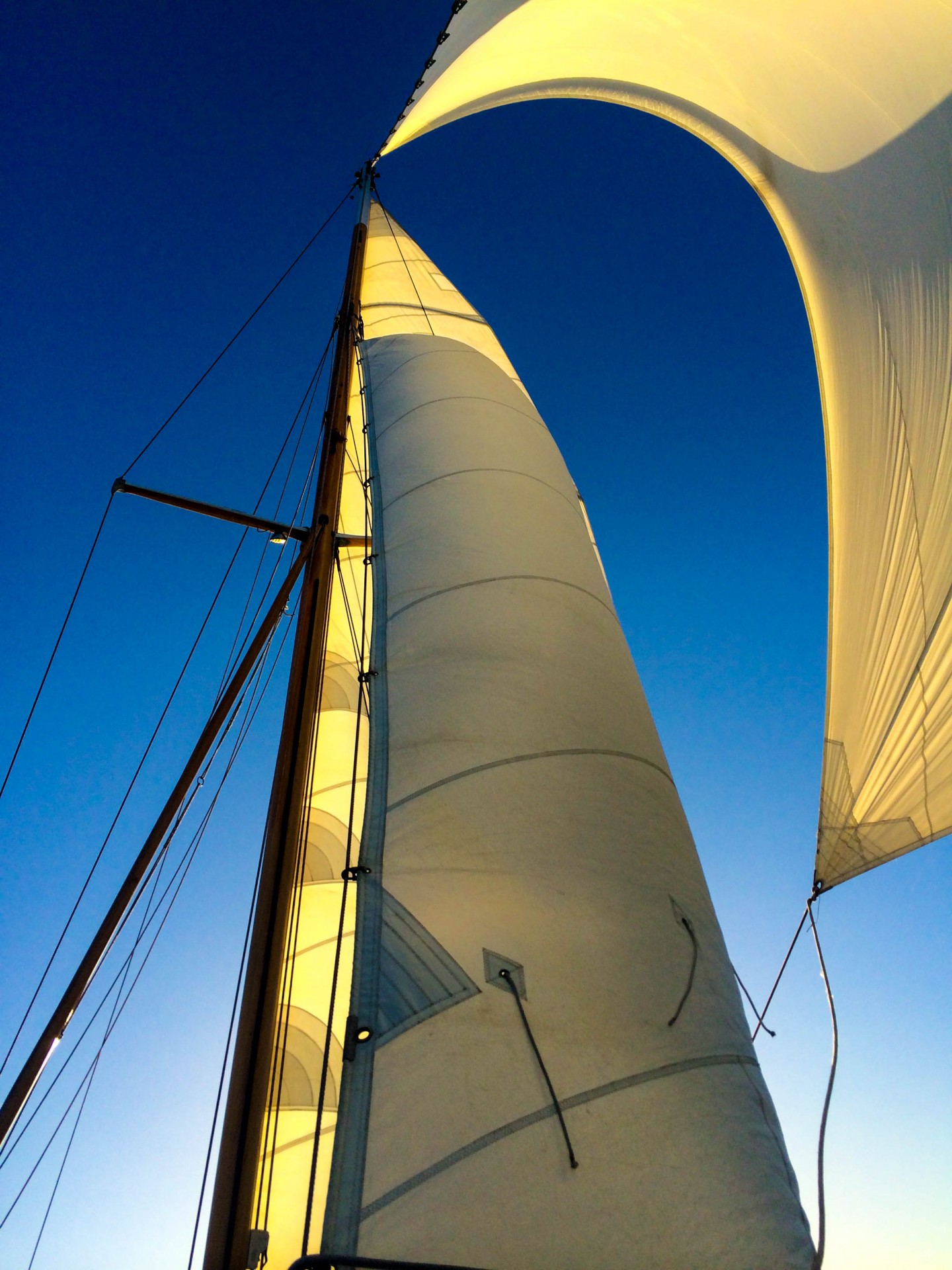 Syrinx sails.