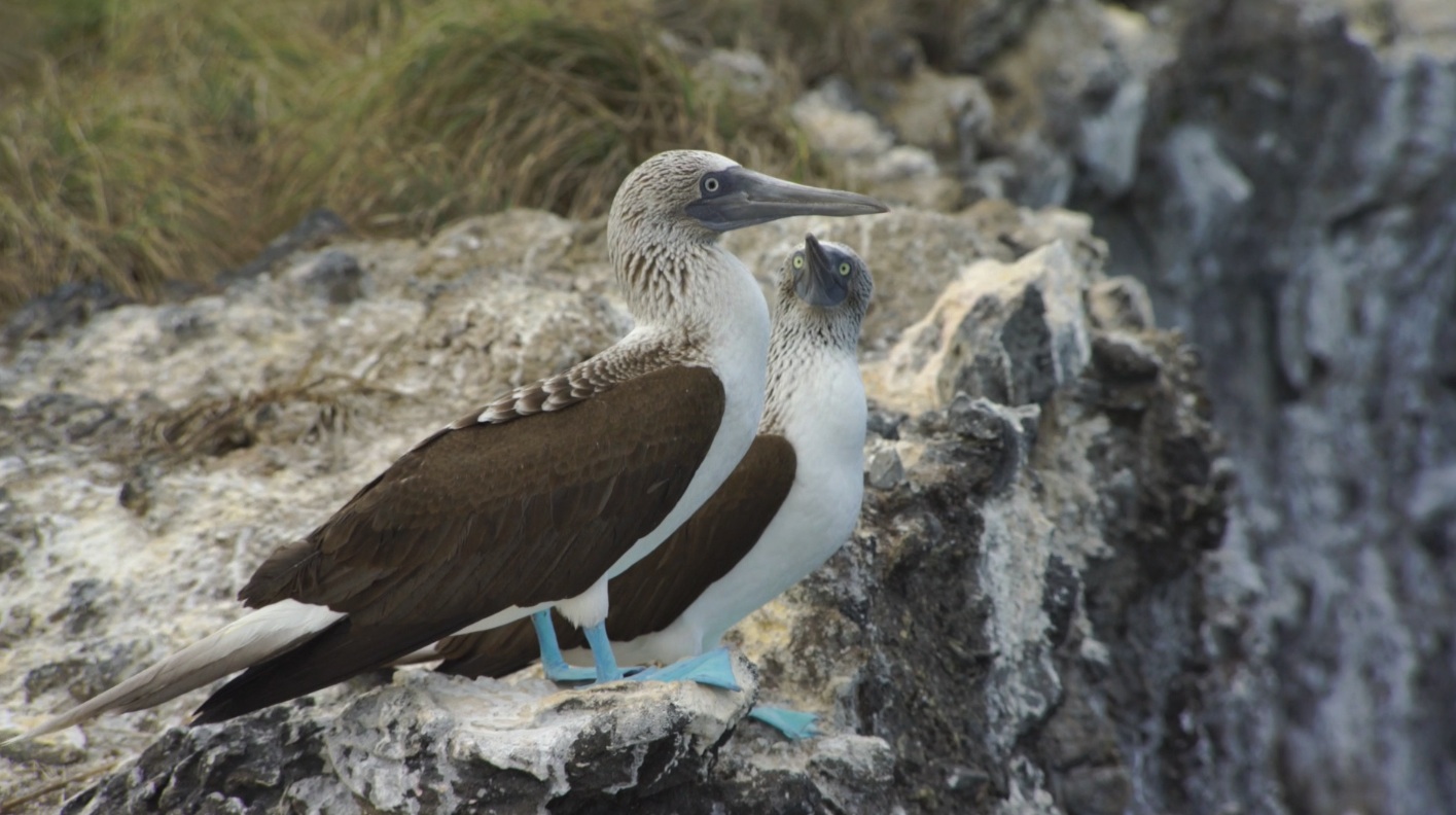 Blue-footed Boobies at the edge of the sea.