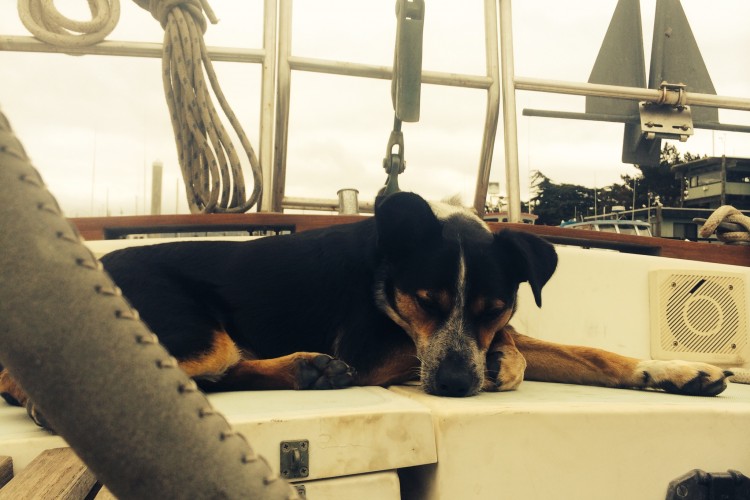All that running around in the boatyard is exhausting, can someone else take the helm for a bit?